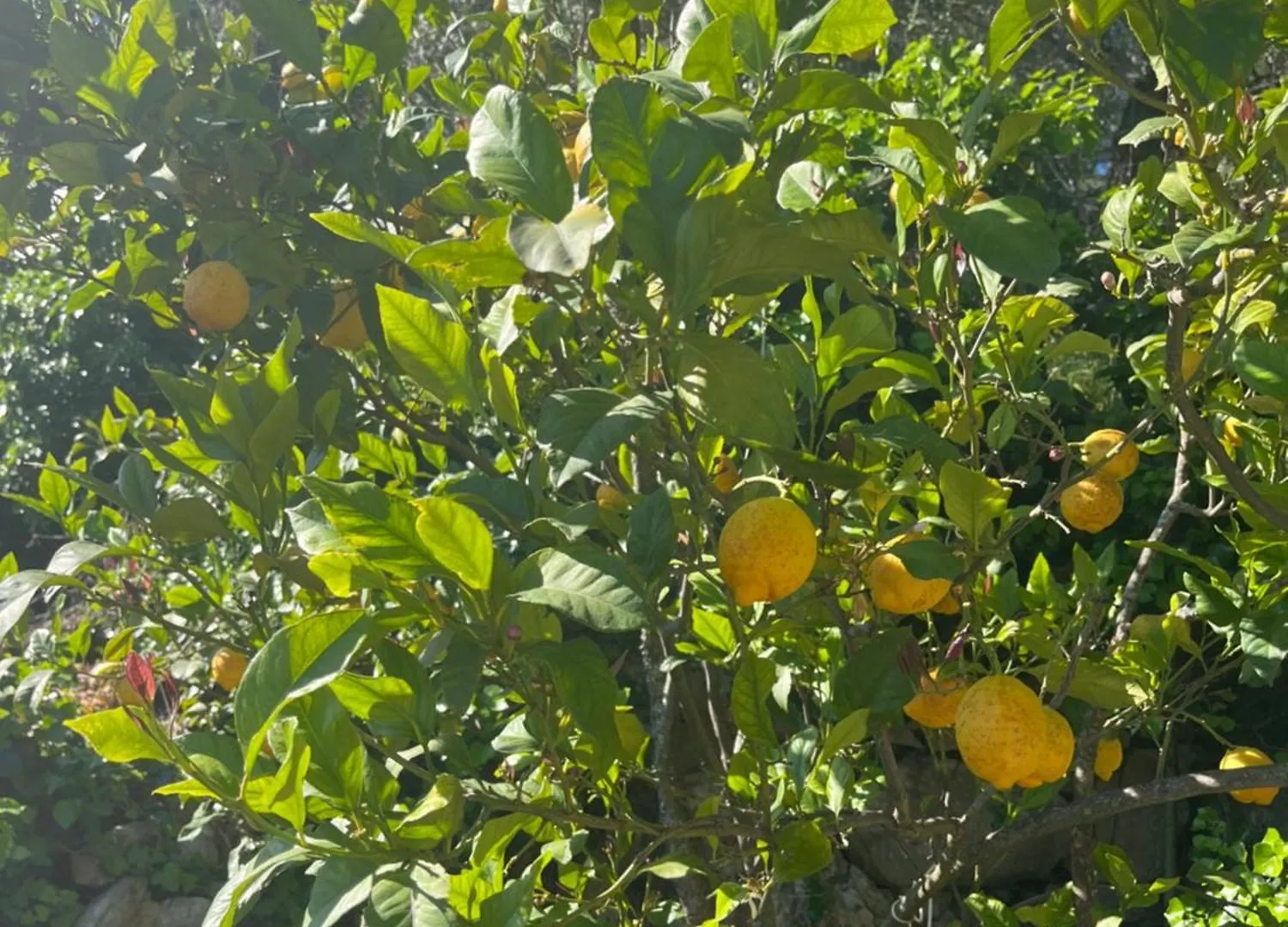 La Oliva Villa Montejaque Semesterbostad